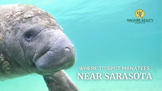 Manatees Near Sarasota